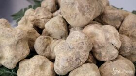 Coldiretti: prezzo tartufo bianco + 20%